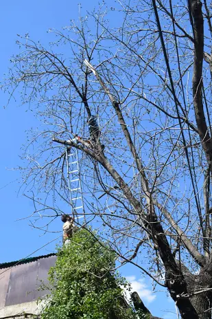 Poda de Altura de un Árbol de Gran Porte en Villa Urquiza, CABA