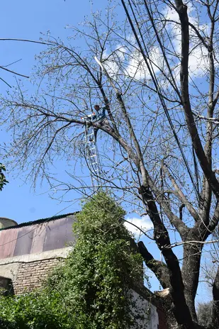 Poda de Altura de un Árbol de Gran Porte en Villa Urquiza, CABA