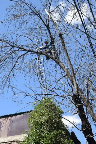Poda de Altura de un Árbol de Gran Porte en Villa Urquiza, CABA