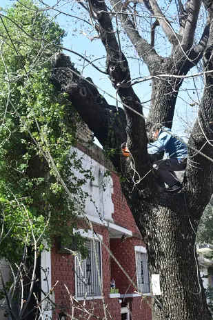 Poda de Altura de un Árbol de Gran Porte en Villa Urquiza, CABA