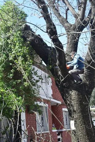 Poda de Altura de un Árbol de Gran Porte en Villa Urquiza, CABA