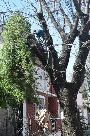 Poda de Altura de un Árbol de Gran Porte en Villa Urquiza, CABA