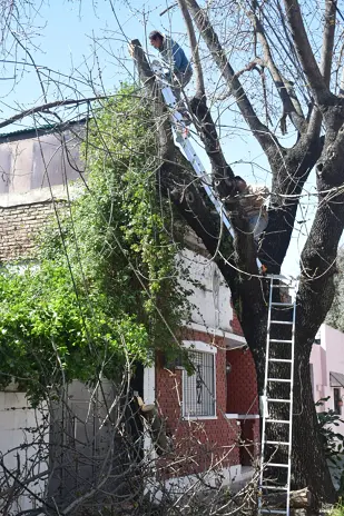 Poda de Altura de un Árbol de Gran Porte en Villa Urquiza, CABA