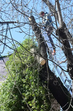 Poda de Altura de un Árbol de Gran Porte en Villa Urquiza, CABA