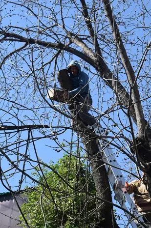 Poda de Altura de un Árbol de Gran Porte en Villa Urquiza, CABA