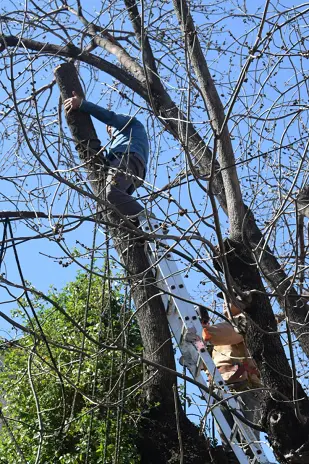 Poda de Altura de un Árbol de Gran Porte en Villa Urquiza, CABA