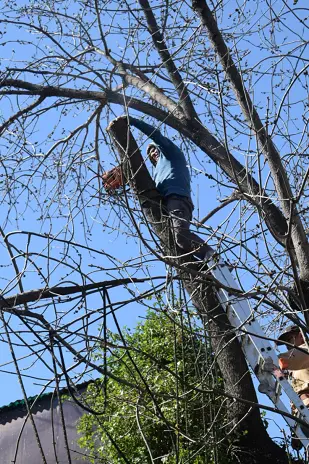 Poda de Altura de un Árbol de Gran Porte en Villa Urquiza, CABA