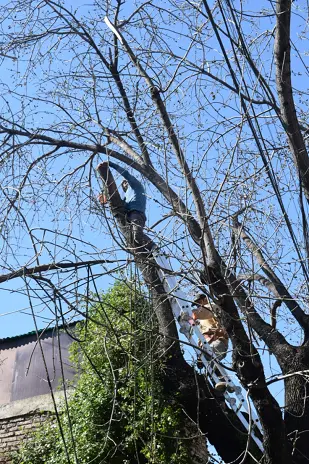 Poda de Altura de un Árbol de Gran Porte en Villa Urquiza, CABA