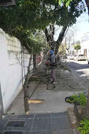 Poda de Altura de un Árbol de Gran Porte en Villa Urquiza, CABA