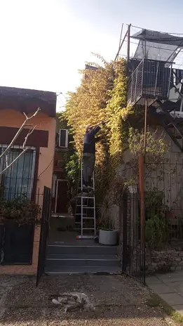 Poda de Enredaderas en Boulogne: Corte Técnico, Orden y Retiro de Restos