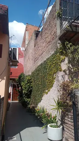Poda de Enredaderas en Boulogne: Corte Técnico, Orden y Retiro de Restos