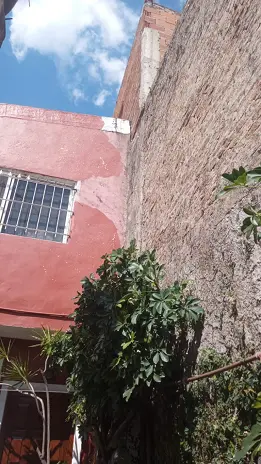 Poda de Enredaderas en Boulogne: Corte Técnico, Orden y Retiro de Restos