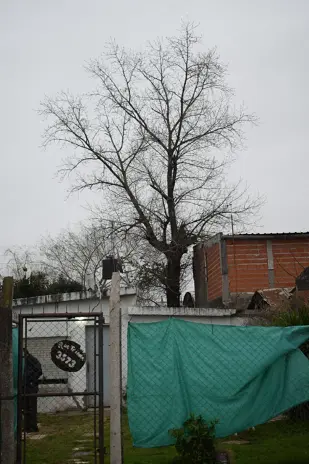 Corte de Álbol de 30 Metros en San Miguel - Buenos Aires
