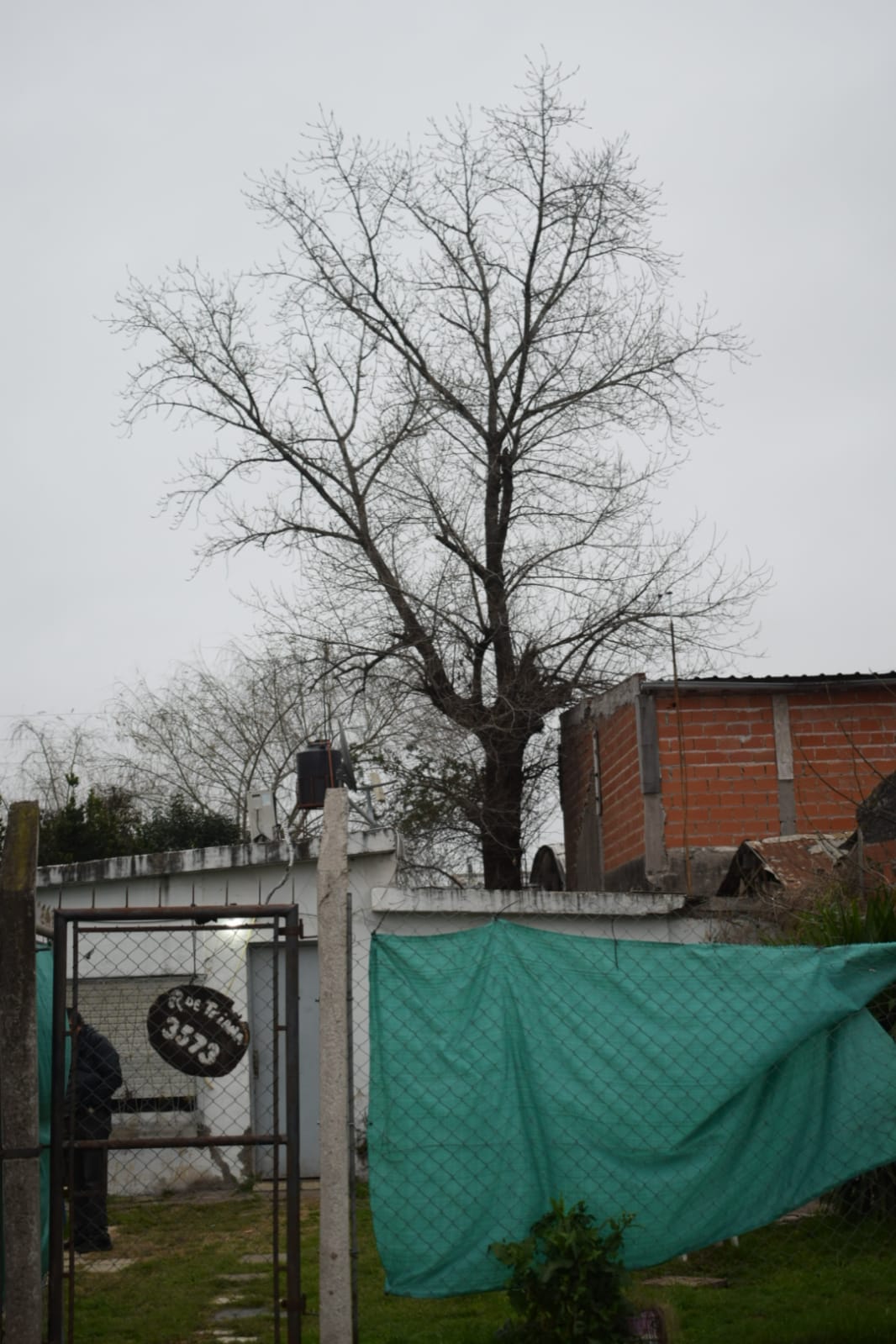 Corte de Álbol de 30 Metros en San Miguel - Buenos Aires