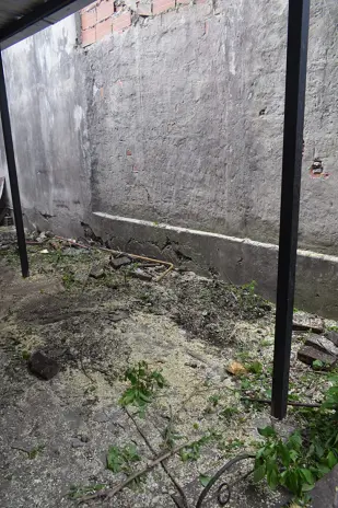 Poda de Altura y Corte de 3 Moreras en Ballester, San Martín