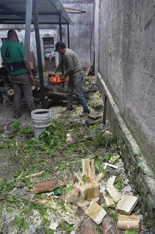 Poda de Altura y Corte de 3 Moreras en Ballester, San Martín