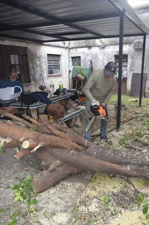 Poda de Altura y Corte de 3 Moreras en Ballester, San Martín