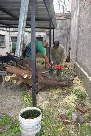 Poda de Altura y Corte de 3 Moreras en Ballester, San Martín