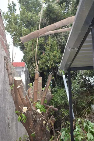Poda de Altura y Corte de 3 Moreras en Ballester, San Martín