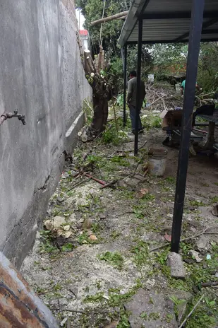 Poda de Altura y Corte de 3 Moreras en Ballester, San Martín