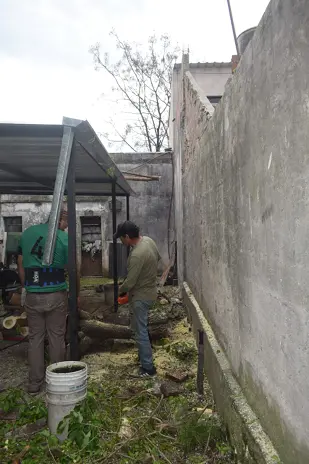 Poda de Altura y Corte de 3 Moreras en Ballester, San Martín