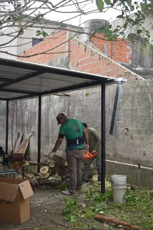 Poda de Altura y Corte de 3 Moreras en Ballester, San Martín