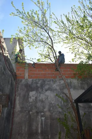 Poda de Altura y Corte de 3 Moreras en Ballester, San Martín