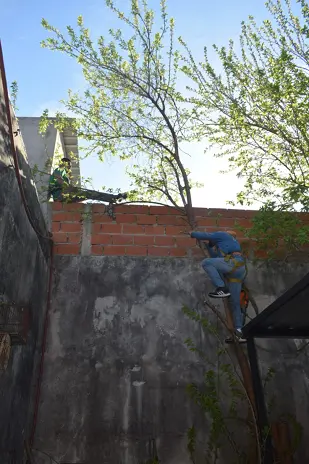 Poda de Altura y Corte de 3 Moreras en Ballester, San Martín