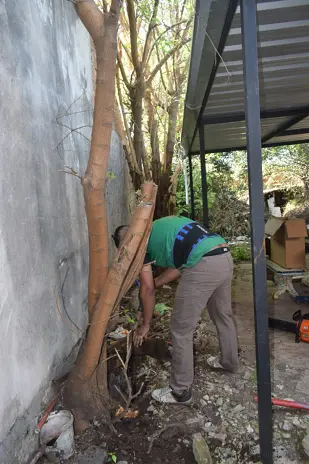 Poda de Altura y Corte de 3 Moreras en Ballester, San Martín