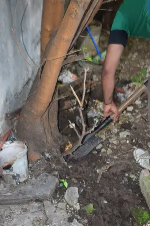 Poda de Altura y Corte de 3 Moreras en Ballester, San Martín