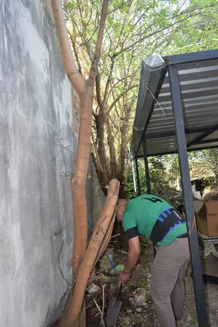 Poda de Altura y Corte de 3 Moreras en Ballester, San Martín