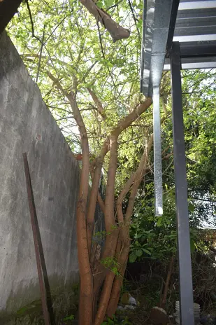 Poda de Altura y Corte de 3 Moreras en Ballester, San Martín