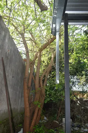Poda de Altura y Corte de 3 Moreras en Ballester, San Martín