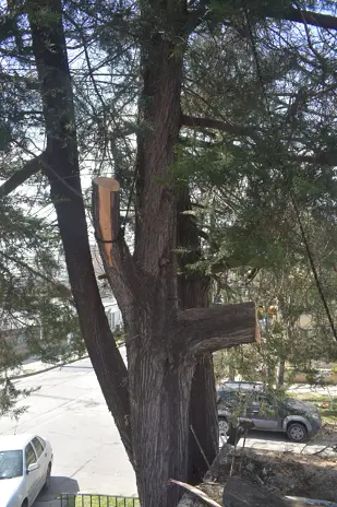 Poda de Altura en Boulogne: Ramas Peligrosas de un Árbol de Primera Magnitud