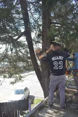 Poda de Altura en Boulogne: Ramas Peligrosas de un Árbol de Primera Magnitud