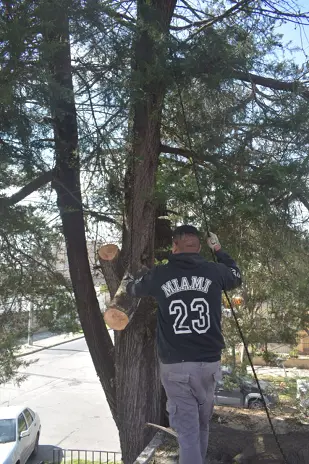 Poda de Altura en Boulogne: Ramas Peligrosas de un Árbol de Primera Magnitud