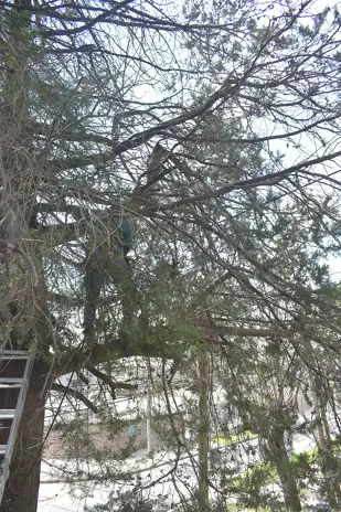 Poda de Altura en Boulogne: Ramas Peligrosas de un Árbol de Primera Magnitud