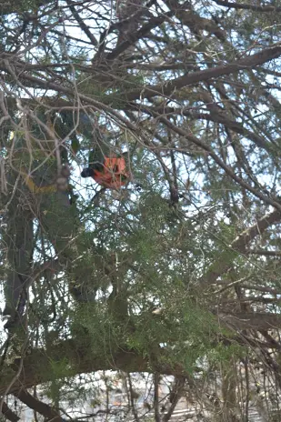 Poda de Altura en Boulogne: Ramas Peligrosas de un Árbol de Primera Magnitud