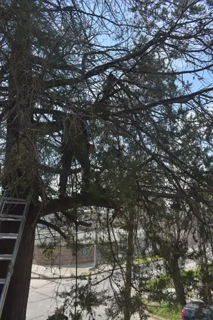 Poda de Altura en Boulogne: Ramas Peligrosas de un Árbol de Primera Magnitud