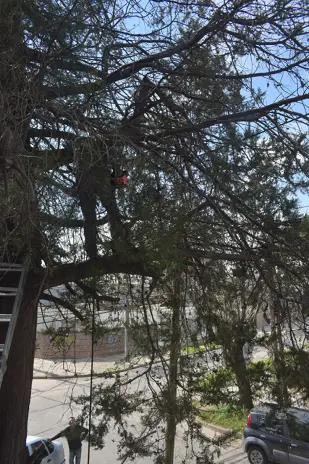 Poda de Altura en Boulogne: Ramas Peligrosas de un Árbol de Primera Magnitud