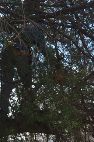 Poda de Altura en Boulogne: Ramas Peligrosas de un Árbol de Primera Magnitud