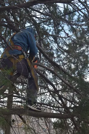 Poda de Altura en Boulogne: Ramas Peligrosas de un Árbol de Primera Magnitud