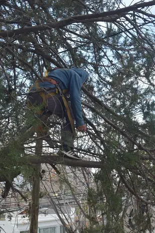 Poda de Altura en Boulogne: Ramas Peligrosas de un Árbol de Primera Magnitud