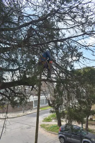 Poda de Altura en Boulogne: Ramas Peligrosas de un Árbol de Primera Magnitud