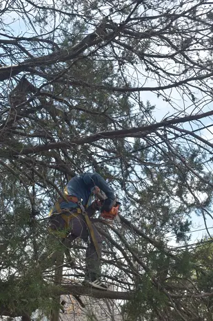 Poda de Altura en Boulogne: Ramas Peligrosas de un Árbol de Primera Magnitud