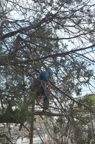 Poda de Altura en Boulogne: Ramas Peligrosas de un Árbol de Primera Magnitud