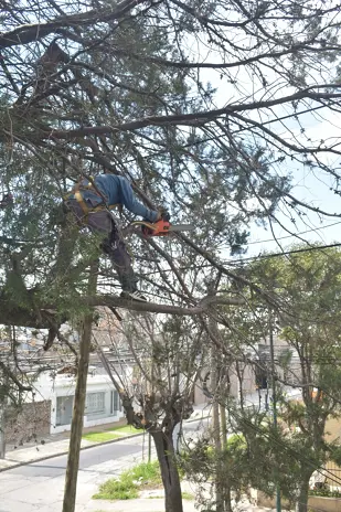 Poda de Altura en Boulogne: Ramas Peligrosas de un Árbol de Primera Magnitud