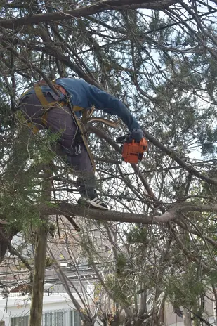 Poda de Altura en Boulogne: Ramas Peligrosas de un Árbol de Primera Magnitud