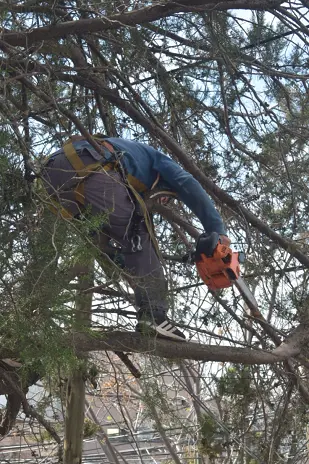 Poda de Altura en Boulogne: Ramas Peligrosas de un Árbol de Primera Magnitud