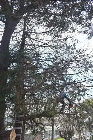 Poda de Altura en Boulogne: Ramas Peligrosas de un Árbol de Primera Magnitud